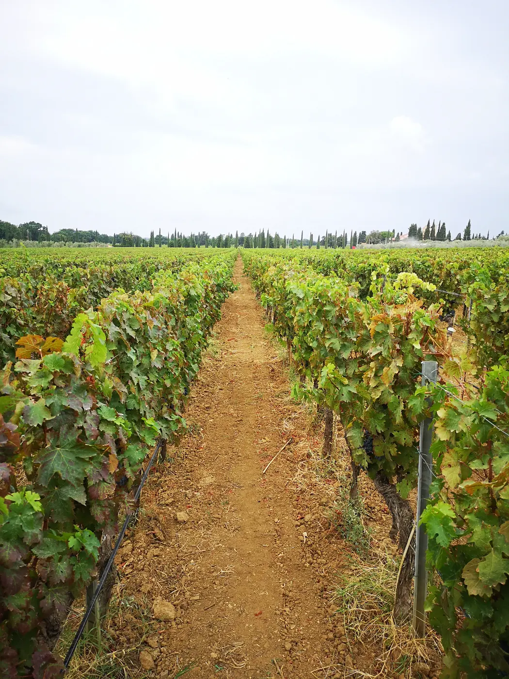 Filari di viti carichi di uva in un vigneto toscano, con cipressi sullo sfondo