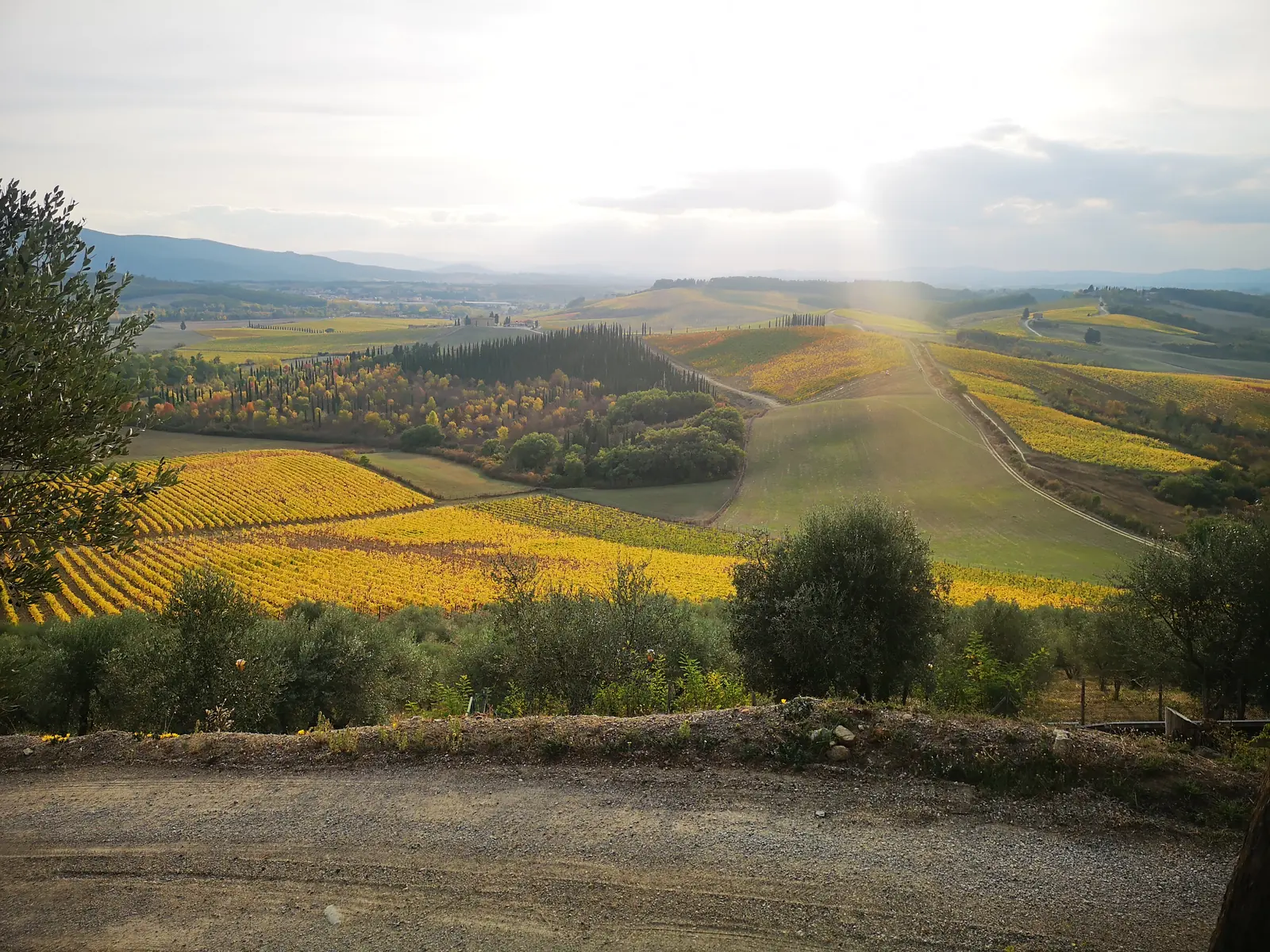 Vigneti dorati d&rsquo;autunno al tramonto, con filari di cipressi