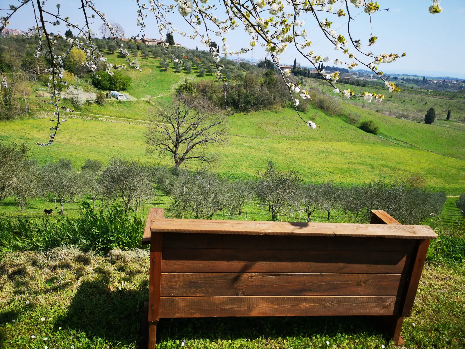 Panchina in legno affacciata su un uliveto in primavera, con rami di ciliegio in fiore